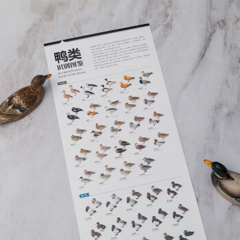 鸭类识别图鉴（观鸟人的“鸭宝书”，54种鸭类的“全羽衣”图鉴）
