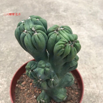 五指山仙人掌大颗玉麒麟山影缀化虎头山仙人柱多肉植物盆栽 紫云罗汉