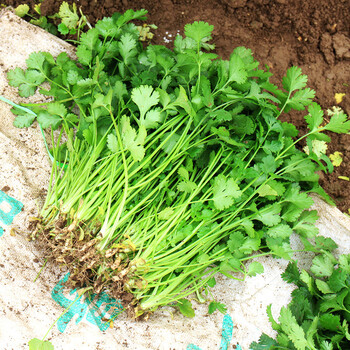 荟莹澜香菜小叶冬季四季农家自种香菜生鲜蔬菜 农家小叶香菜 1斤