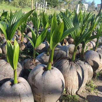 海南基地红椰泰国金椰子苗椰子苗矮椰绿椰盆栽地栽带壳带叶 海南本地