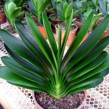 九天使长春精品君子兰立板油匠技师花脸大桥和尚圆头短叶花卉绿植盆栽