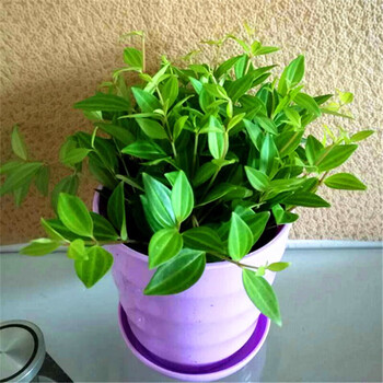 钻石翡翠吊兰盆栽 小绿植室内观叶植物绿翡翠绿植室内花卉四季常青 原