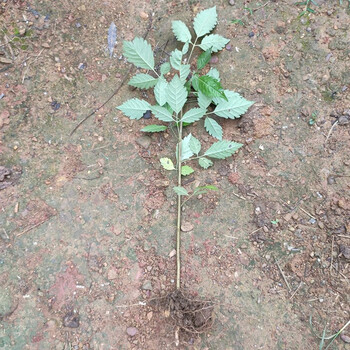 疙瘩根五枫指枝叶中草药黄金子荆条蜜源植物灰水粽原材料 黄荆树小苗3