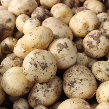 甘肃定西农家自产马铃薯土豆高原土豆洋芋白心土豆黄心土豆 10斤大果