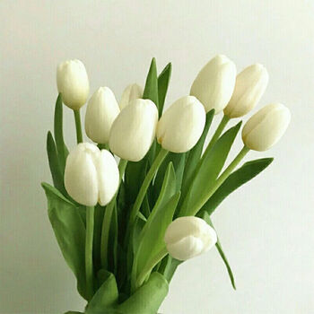 郁金香鲜花云南昆明直发白黄橙粉紫色水养花送朋友插花 白色郁金香 8