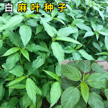 潮汕特产黄麻叶种子白麻叶凉拌红麻叶蔬菜种孑埃及菜野菜种籽 白麻叶