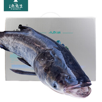 冰鲜千岛鱼先生国产千岛湖三去冰鲜胖头鱼15斤整条净膛前去鳞去鳃去脏
