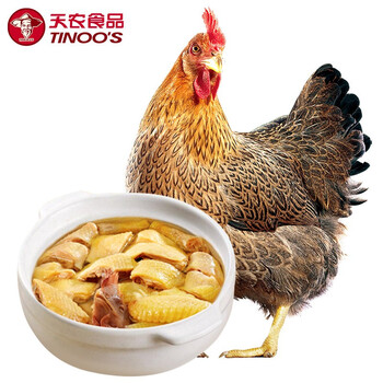 凤中皇臻品清远麻鸡