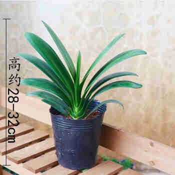 意轩精品君子兰盆栽 君子兰苗 室内观花花卉盆景植物5年大苗 不含盆一颗10-12片叶 育苗盆原土