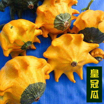 小南瓜种子观赏巨形南瓜农家阳台巨型蔬菜种籽贝贝四季种板栗 皇冠瓜8