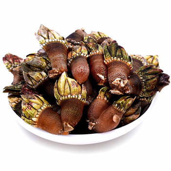 航海日记舟山小佛手螺鲜活大狗爪螺海鲜水产新鲜海螺生鲜贝类2斤