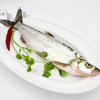 刁子鱼翘壳鱼湖北特产大白刁翘嘴鱼白鱼新鲜鱼现杀现发 现杀净膛(一条