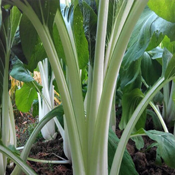金菜地香菜 2桶1000克 安徽马鞍山黄池特产泡菜脱水腌制菜大白菜梗