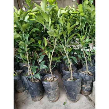 爱媛38号树苗嫁接爱媛38苗红美人树苗柑橘柑桔苗 四川果苗直销 3年杯