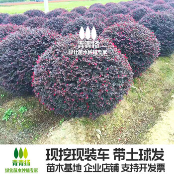 蜜光葡萄苗价格行情分析