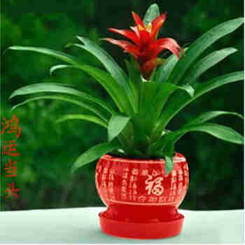 意轩鸿运当头绿植盆栽花卉植物四季开花室内客厅水培植物红星凤梨水养 鸿运当头20-25公分高红福字陶瓷