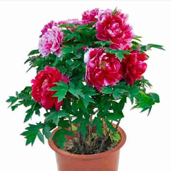 意轩7年壮苗洛阳牡丹苗室内花卉绿植盆栽 牡丹花苗牡丹苗当年开花多 牡丹苗3个分叉