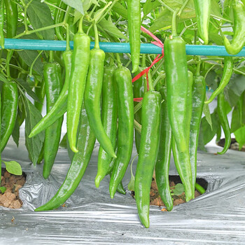 寿禾 青云长椒辣椒种子春季蔬菜青椒 南极星青云细长长椒50粒/袋