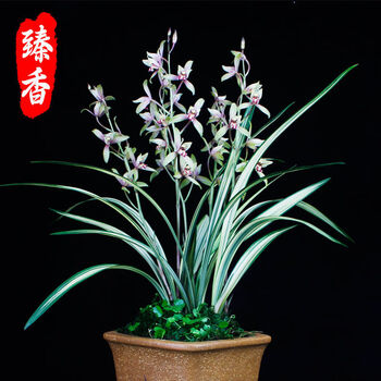 超香 兰花【锦旗】建兰金边四季兰花苗盆栽室内花卉好养易活 松鹤图