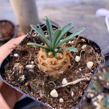 妙优可峨眉山铁甲麒麟小盆栽创意绿植块根球多肉群大戟科室内好养 三