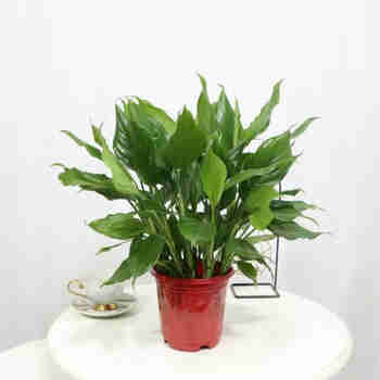 意轩万年青盆栽花卉植物室内客厅大型绿植树苗 万年青35-40厘米一盆(6棵)原土盆