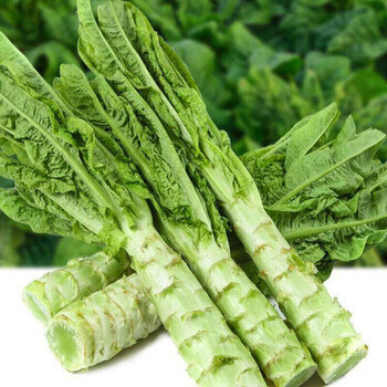 四川新鲜莴笋农家自种特产露天种植时令蔬菜青笋莴苣 1500g现挖莴笋