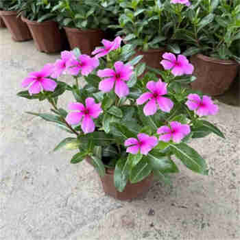 意轩长春花盆栽日日春花苗室内阳台客厅观花多年生植物 四季长春花玫红
