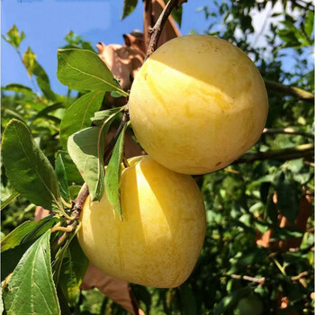 黄布林李子当季新鲜黄心三华李5斤整箱时令孕妇水果青脆甜 5斤