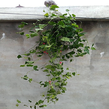 灯笼花藤本爬藤植物盆栽蔓性风铃花室内外庭院观花绿植四季好养 1.