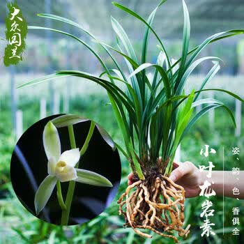兰花盆栽植物 名贵小叶龙岩素建兰浓香带花苞兰草四季大众国兰场 小叶