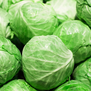 甘蓝菜新鲜包菜现摘卷心菜手撕生菜圆生菜农家自种绿色