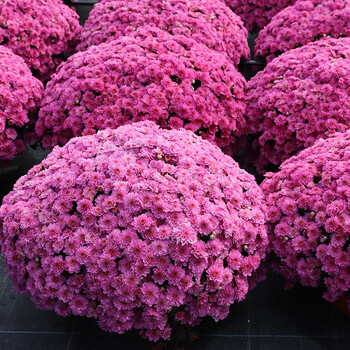 【虹越】居家装饰盆花 迷你玫瑰花苗100#盆栽苗 阳台窗台花彩玫瑰花卉