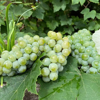 【顺丰-香水葡萄】云南水晶葡萄5斤新鲜现摘香水葡萄当季孕妇水果甜非