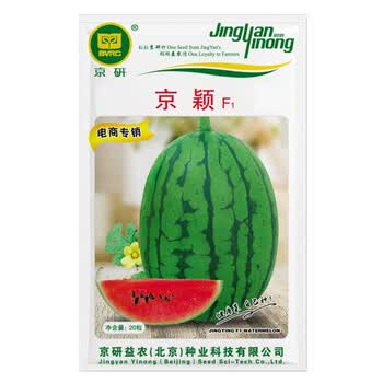 京农研罗莎绿生菜种子散叶生菜沙拉菜水培菜露地大棚四季播蔬菜种籽