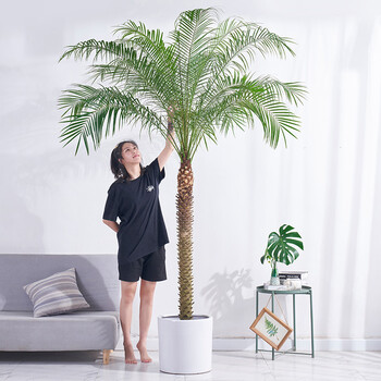 手耕田 针葵盆栽大型植物室内办公室客厅书房针叶葵北净化空气绿植