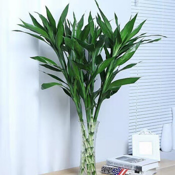 【京喜】【超大粗竹】富贵竹水培植物大叶竹竹盆栽植物室内绿植花卉