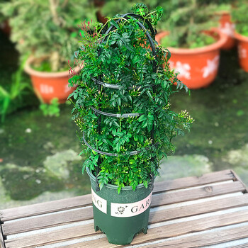 多花素馨花苗爬墙爬藤植物阳台庭院四季好养多年生木本花卉 素馨(0.