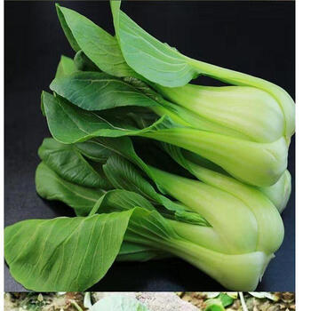 现摘新鲜蔬菜上海青小油菜农家自种蔬菜类小青菜绿叶菜小白菜 店长