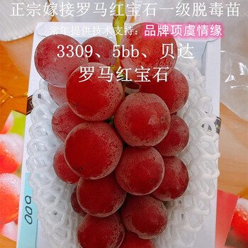 稀有果果苗嫁接新品种葡萄苗贝达3309砧木5罗马红宝石葡萄树苗 3年一