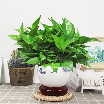 绿萝盆栽特色陶瓷盆室内精品绿植花卉盆景吸甲醛四季常绿绿箩吸水盆
