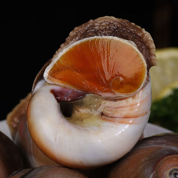 鲜活猫眼螺特大猫眼螺干净无沙肉肥小香螺翡翠螺螺