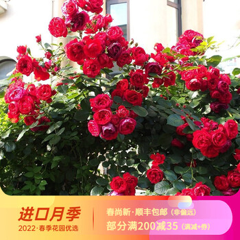 【虹越】法国进口月季10l大苗 柠檬雪酪 戴尔巴德系列庭院花柱拱门藤