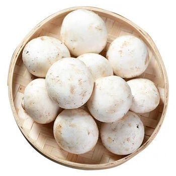 【顺丰】新鲜口蘑白蘑菇双孢菇现摘发货产地直发食用菌批发 现摘1500