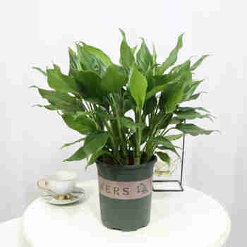 意轩万年青盆栽花卉植物室内客厅大型绿植树苗 35-40厘米一盆(6棵)加仑盆