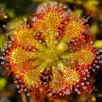 boussac【大型捕蝇草盆栽】栽好发货茅膏菜食虫草食人花猪笼草苗食肉