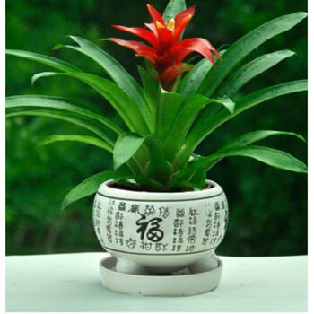 红运当头大盆景真花摆在客厅的植物落地真花卉好养活奔室内盆栽 20