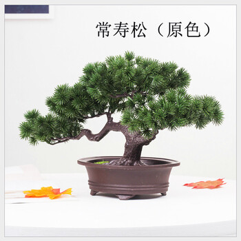 松树室内哪款好 松树室内怎么样好用吗 京东