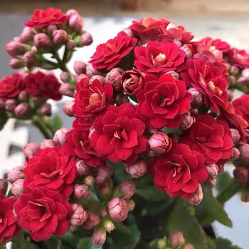 单瓣长寿花大苗盆栽观花植物长寿花重瓣大花好养 红狐狸带花苞 不含盆