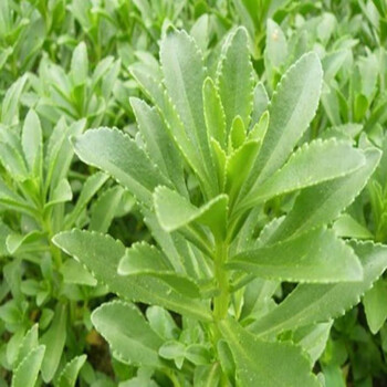 景天三七养心菜苗养心菜救心菜高钙菜种苗费菜盆栽地栽庭院阳台 精选