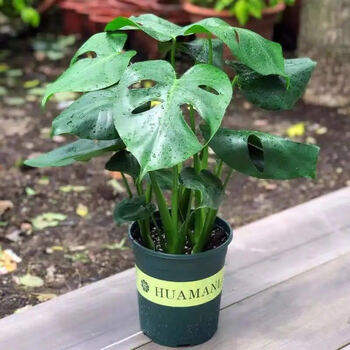 朵芮蜜大叶龟背竹新房盆栽水养土养花卉植物花苗室内绿植盆景 朵